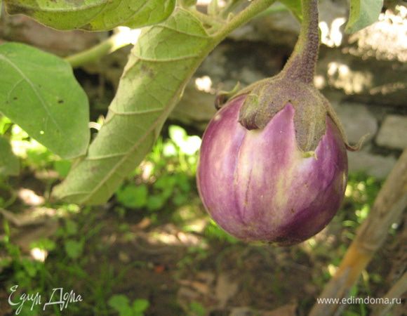 Готовим баклажаны:
Баклажаны помыть, обсушить бумажным полотенцем, порезать колечками примерно 0,5 см толщиной (у меня вот такие красавчики-баклажанчики в этом году).
