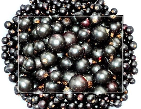 Перебрали их и промыли. А потом немного просушили. Вот они какие.