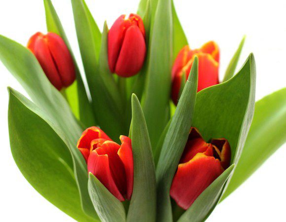 И немного цветов для хорошего настроения!!!