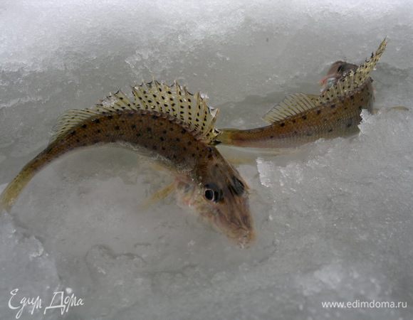 Вот таких красавцев я ловила,