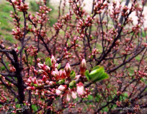 А это - для поднятия весеннего настроения!...
Весны в душе безоблачной, воздушной!..)