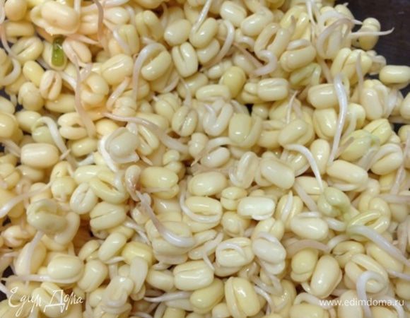 Вот так выглядят пророщенные и очищенные ростки маша. У нас пророщенные ростки не продают, поэтому я делала их сама. Кстати, сам процесс абсолютно несложный, но занимает несколько дней. Единственный хлопотный момент - очистить ростки от зеленой чешуйки, но, говорят, просто надо наловчиться. 
Обычно для салатов ростки отваривают в кипятке минуту-полторы, я пробовала, и, если честно, то мне они больше нравятся сырыми, так они более хрустящие и беленькие!!!