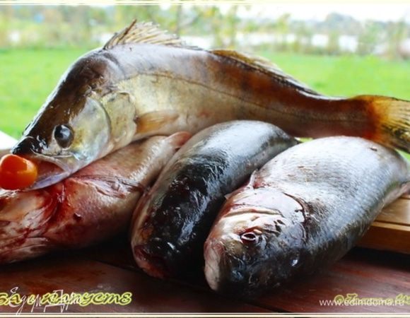 Утренняя зорька принесла вот такой прибыток хозяйству.
Жерешков не сильно крупных (но и мелкими их не назовешь) троечку и судачок. Как раз то, что нам и нужно для осуществления возникшего плана.