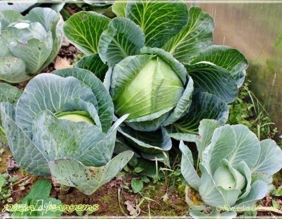 Благо с этим трудностей никаких. Все свое, и экологически чистое и очень свежее, сочное и, поверьте, ароматное и вкусное.
Вон какая, например, капуста выросла. 
