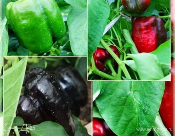 Перец. Очень интересный и странный в этом году вырос. Но это от того, что он пока «не дорос». Когда созреет, станет другим.
Пестрый такой. Но, ни сочность это никак не повлияло. Правда, не такой сладкий, как в прошлом году – врать не буду. Но и солнышка было этим летом не сильно много. Вот и….
