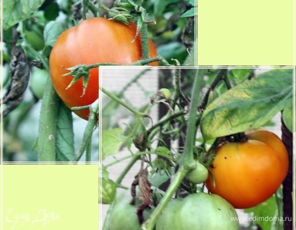 Помидоры. Эти отходят уже. Так остатки всякие обобрал. Но нам они в самый раз для дальнейшего процесса. А вкус, кстати, от внешнего вида нисколько не пострадал.