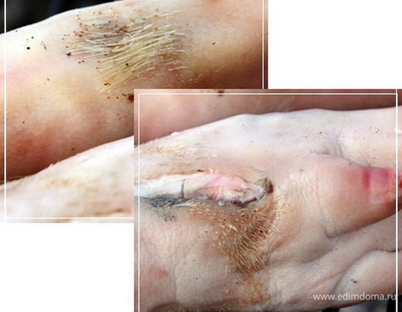 Ножки свиные куплены в крестьянском магазине, в Звенигороде. 
Если кому надо, стукнитесь в личку, дам координаты. Ассортимент чумовой, качество отменное, цены сверхдемократичные. Тонкость только одна. Приезжать туда надо в четверг или субботу. В первой половине дня. Лучше к одиннадцати. Тогда у вас есть шансы купить всё вплоть до экзотики типа хвостов, семенников и т.п. И всё парное. Так что – рекомендую.
Вот. Но … обнаружилась вот такая недостаточность обработки ножек, что только подтверждает их натуральность.
