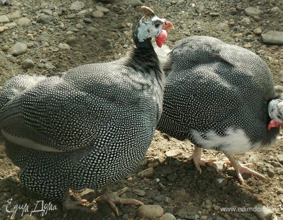 Вот такие симпатичные птички... бегают во дворе у наших знакомых! )))