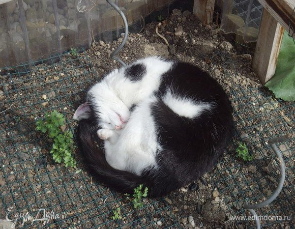А моя асистентка по хозяйству, наевшись от пуза сырого мяса (она тоже любит михс из говядины и свинины))), ушла спать в томатницу. Дальнейшие события, происходившие у меня на кухне её уже не интересовали...