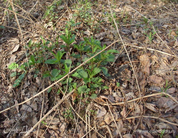 Для начала крапиву надо собрать, в дали от дорог, обязательно в перчатках, отрывая только нежную верхушку побега (чтобы потом не возится и не перебирать ее).