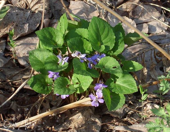 Вот такие лесные фиалки сегодня украсили мое утро.
