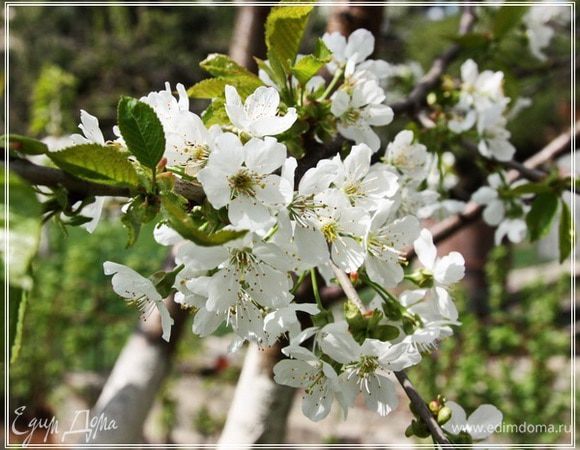 Вишня зацвела! А значит, пора думать уже о ….!!!
