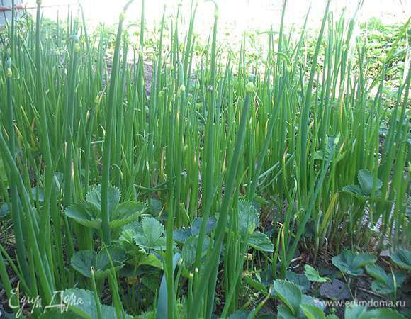 Готовим начинку. В оригинальном рецепте использовался шпинат, но глядя на свою плантацию лука, решила заменить на луковую.  Оригинальная начинка. 180 г свежего шпината слегка проварить, остудить и смешать со 150 г твердого сыра.