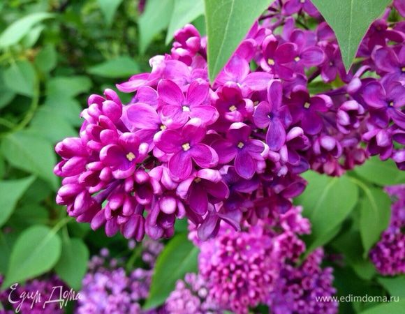 Для души....и настроения!!!..;)