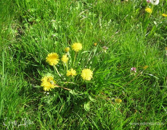 Одуванчики нужно собирать в полдень, при ярком свете солнца, чтобы головки цветков были максимально раскрыты, в экологически чистом месте.