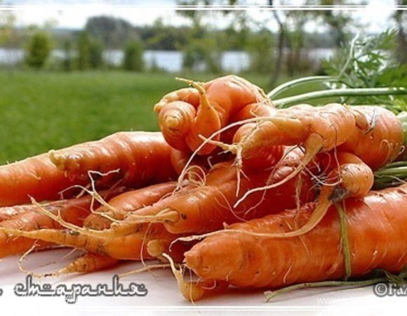 Аез - морковь

Какую морковку использовать? Есть мнение, что надо использовать только желтую морковь. Я спрашивал, т.е. специально выяснял этот вопрос у Мастера. Ответ получил неожиданный. Красная морковь, было сказано мне, в Узбекистане нечасто встречается. Свойства почв и вода, которой там недостаток. Поэтому морковь повсеместно желтая. Красная дороже. Отсюда и…. Не берусь утверждать, что это АБСОЛЮТНО верно. Но вполне логично.
Так что красная, сочная и сладкая морковь, к которой мы привыкли, имеет полное право быть в плове.
