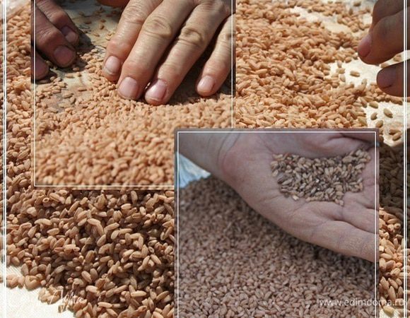 Шалы - рис

Это не просто главная составляющая плова. Это то, ради чего, собственно, всё, что выше описано, затеяно. Это … Р И С !!!
В принципе рис для плова можно взять любой. Желательно только твердый и круглый. Но если вы взяли длинненький – тоже не беда. 
Ну, а если вдруг, чего я не делаю, в принципе, берёте рис пропаренный – то помните, он готовится быстрее. И грань между рисом и разваренной массой тонкая. Так что осторожнее.
Главное ОБЯЗАТЕЛЬНО и ТЩАТЕЛЬНО промыть. Но … давайте по порядку.
Лучше всего для плова взять девзиру.  Этот рис растёт в южных краях. Он, конечно, недёшев. НО!!! того стоит.
Тщательным образом перебрали. Обнаружились в нём камушки, кирпичики и кусочки глины. Что поделать – специфика. Восток – дело тонкое.
