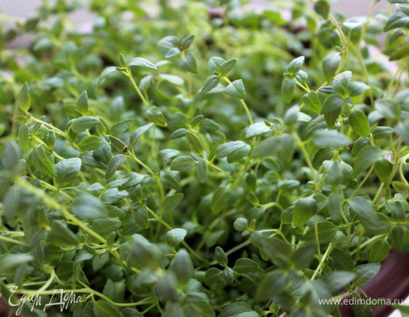 А это лимонный тимьян, который вырос на моем окне)))