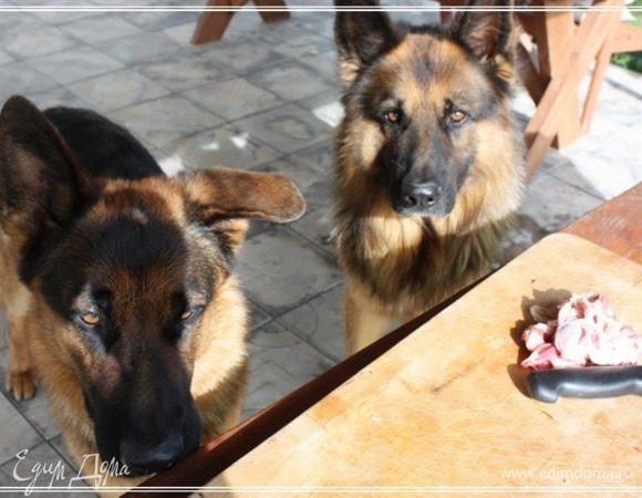 В этот раз при разделке мяса никто не пострадал. Все обрезки пацанам достались. Потому что отказать сил у меня просто не было.