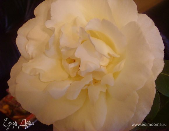 Одна из наших роз в этом году. Дарю её Вам!