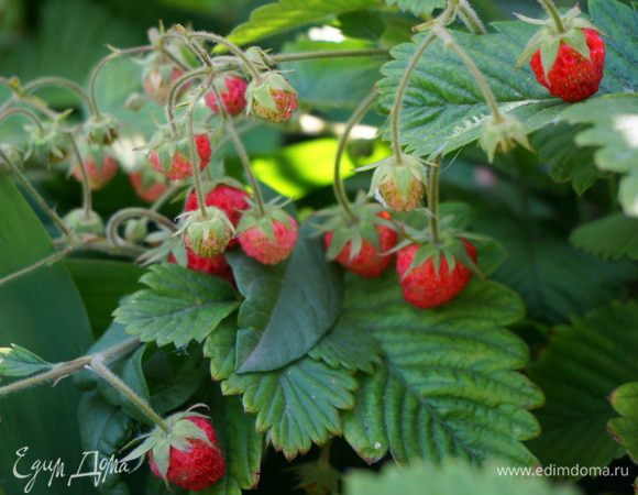 Соберем урожай  земляники. Ее польза неоценима, она содержит много витаминов, большое количество ароматических веществ, представляет также большую ценность, и, как продукт диетического питания.