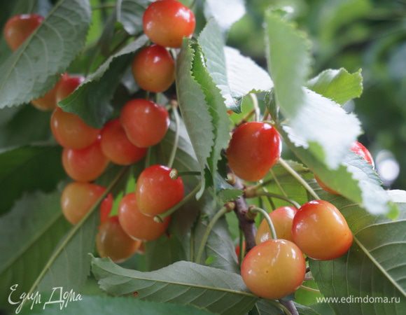 Черешню помыть, удалить косточки, добавить сок одного лимона, засыпать сахаром. Поставить в холодильник на ночь, пусть хорошо пропитается.