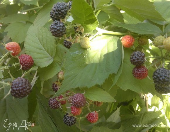 Собираю ягоды в саду: ежевику,