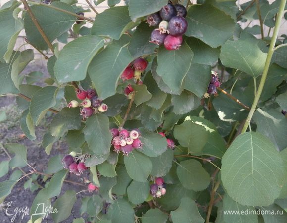 Иргу и другие ягоды. 