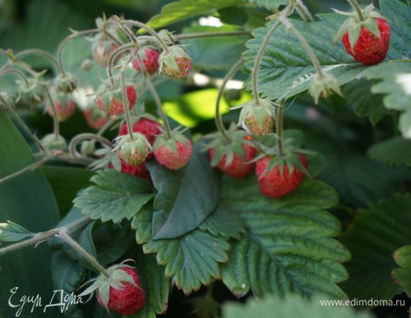 Землянику... Собрала по горсти, пока хватит, и так все в мою тарелку утреннюю не поместилось, благо мои домочадцы тарелки подставляют.