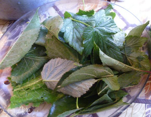 Я беру листья малины, яблони и черной смородины, а также листья винограда. Хорошо их помыть. Не забываем про листья хрена.