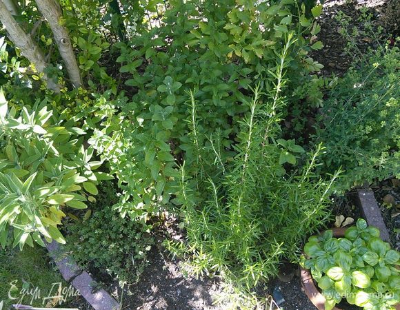 Травки в этом году, за счёт тёплой зимы,  выросли отменные. Вот и возникло желание заготовить их на зиму. В разделе "домашние заготовки" не нашлось метода заморозки, хотя современные холодильники предоставляют возможность глубокой заморозкой заготавливать большое количество продуктов, поэтому даю свой рецепт под заголовком " соусы". А если вы ещё являетесь счастливым обладателем домашнего маслица, обязательно воспользуйтесь моим рецептом.