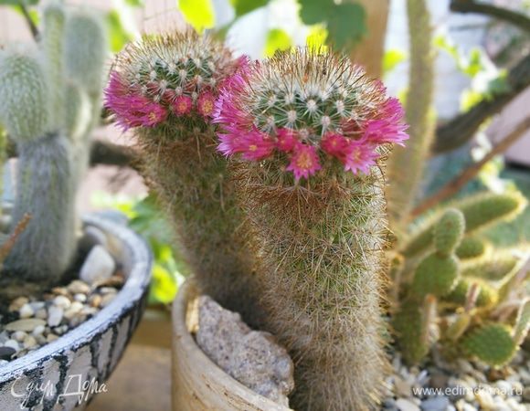 А у нас кактус зацвел! Ура!