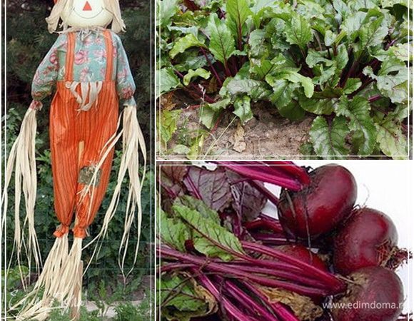 Дело было ЛЕТОМ!!!
Вышли мы с Любимой на огород. А там у нас Чучело живёт. А у Чучелы выросла свекла, да не просто так, а с ботвой. Надергали, конечно. Свекла то еще мелковата, зато сочная и сладкая, скажу вам по секрету. 
