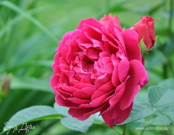 Для настроения!!! Розочка из моего сада)