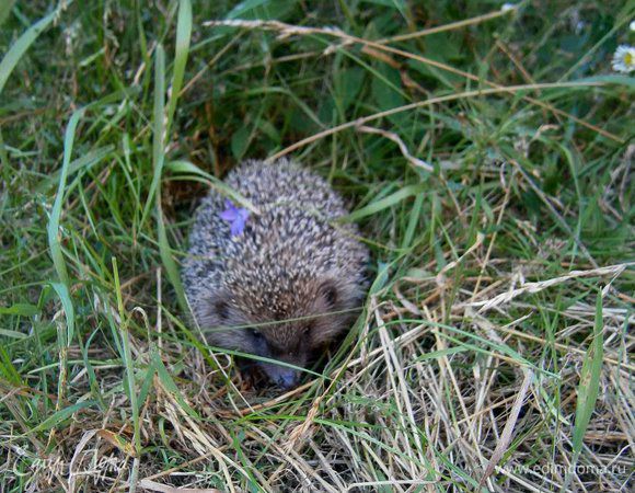 А это чудный ёжик, которого я обнаружила, пока фоткала пирог! ;))))