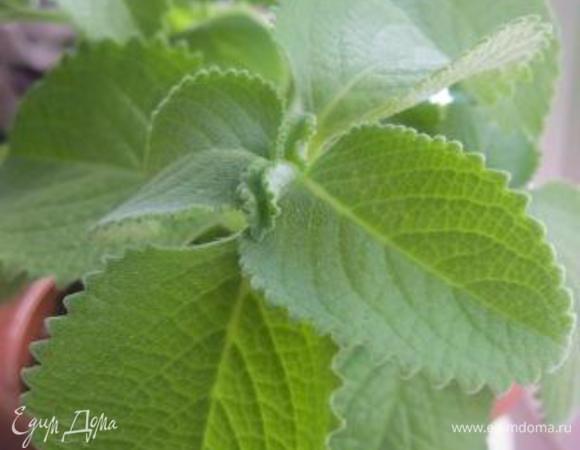 Домашняя мята)