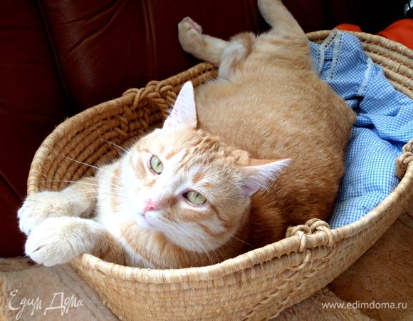 Мой ласковый и нежный зверь...Тофик)))