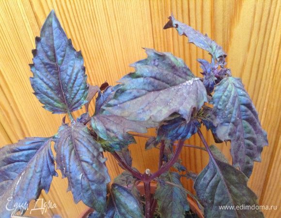 Добавить приправу ( у меня смесь: кинза, петрушка, укроп, цитрон, красный перец), свежий базилик, перец, паприку, соль.