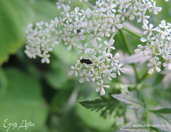 Приглашаю всех желающих к себе в гости http://www.edimdoma.ru/club/posts/17098-vot-ono-kakoe-nashe-leto-chast-vtoraya-sadovo-ogorodnaya
