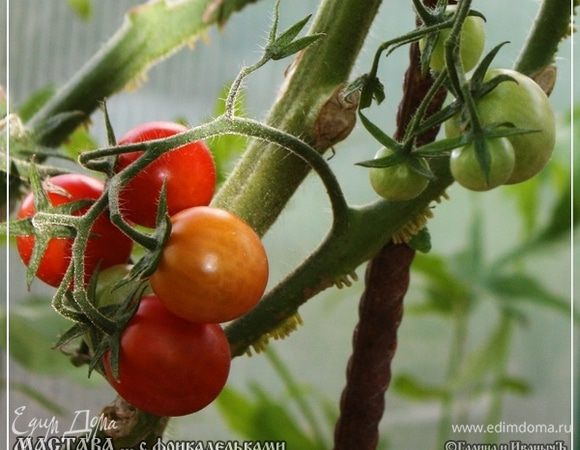 А сам пошел на … огород. Уж извините, но дело было летом. И вон что там в теплице обнаружил. Дух там такой … помидорный!!! В городе разве где такого понюхаешь….
Много-то еще помидоров нет, а пяток нашелся.
