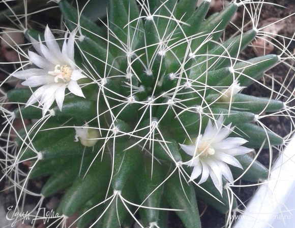 А это мой кактус, радует цветочками!