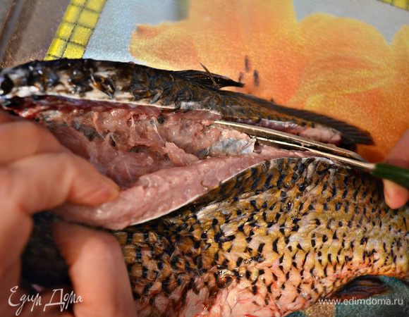 Теперь самый ответственный момент - подготовка карпа к фаршированию. Для этого необходимо сделать поперечный надрез по хребту у основания головы рыбы и такой же - у хвоста. Затем с помощью острого ножа проведите надрез вдоль хребта с двух сторон. После этого с помощью ножниц необходимо отрезать хребет. Выньте все внутренности, удалите жабры и подъязычную кость.