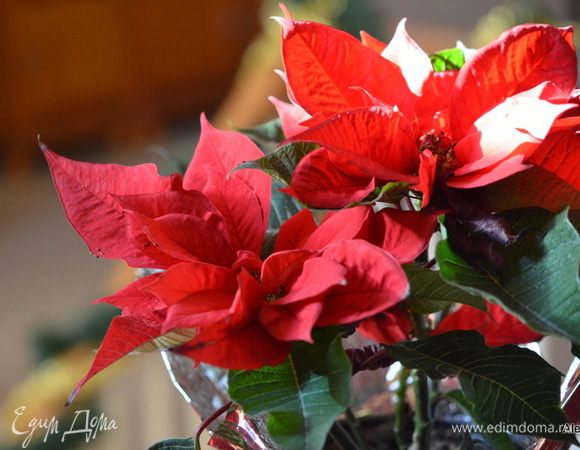 Домашний малиновый соус-заправка для салата. Для него вполне подойдут замороженные ягоды, припасенные с лета или приобретенные в магазине.

Размороженную малину (150 г) перекладываем в контейнер с герметичной крышкой и энергично разминаем их вилкой. В полученное малиновое пюре добавляем 350 мл белого уксуса, тщательно перемешиваем, плотно закрываем крышкой и настаиваем 5 дней в темном месте.

http://www.edimdoma.ru/club/posts/17196-10-originalnyh-zapravok-dlya-salatov