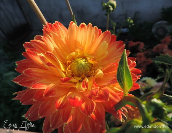 А после чае- или кофепития с вафлями приглашаю вас на прогулку в наш летний сад;)
http://www.edimdoma.ru/club/posts/17808-tsvetochnaya-feeriya-ili-nemnogo-leta-sredi-zimy