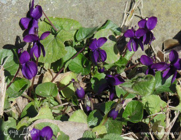 Вот такие фиалочки цветут у меня!