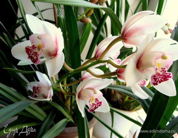 Вот такая красота у меня распустилась!