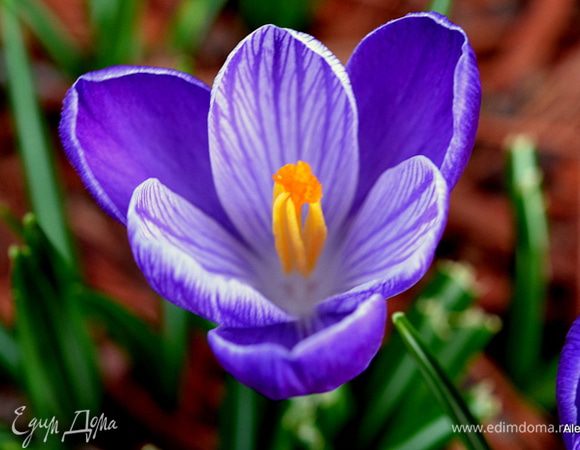 Всем вам теплой, доброй, цветущей весны!