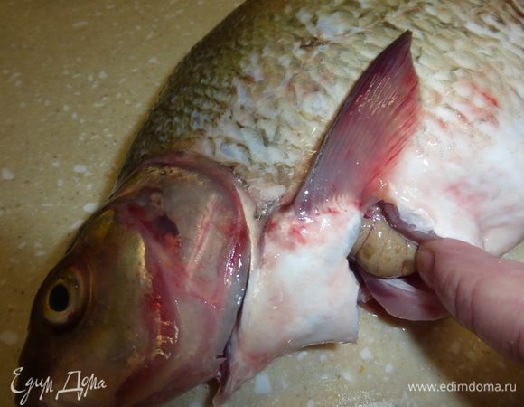 Теперь необходимо удалить у рыбы внутренности, не разрезая леща, чтобы икра, которая находится внутри, не была сухой. Делаем разрез между двумя верхними плавниками и очень аккуратно, стараясь не повредить желчь, извлекаем внутренности. У леща внутри остаются только икра и пузырь. Под проточной водой еще раз моем рыбу сверху и внутри. Натираем леща солью и пытаемся посолить его через верхний разрез 