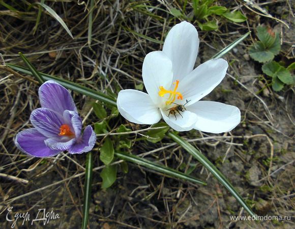 Кусочек весны из нашего палисадника))