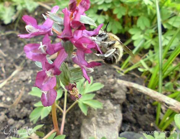А пчелка уже трудится!)